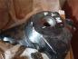 Preview: Sachs Madass 50 bis 2006  Limadeckel Lichtmaschinendeckel silber oder schwarz
